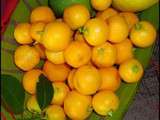 Calamondin se porte Bien