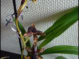 Fin de floraison du Zygopetalum