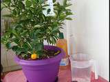 Invasion de Cochenilles sur le Calamondin