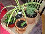 Plantes en Cadeaux