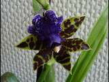 Première Fleur du Zygopetalum