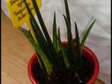 Sansevieria