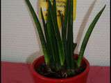 Sansevieria pousse doucement mais surement