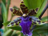 Zygopetalum en fleurs