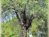 Astrologie des Arbres