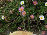 Tarte minute aux oignons rosés, chèvre et thym