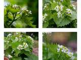 Que faire avec de l'alliaire cette petite plante sauvage au délicat goût d'ail mais sans les inconvénients