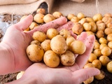Découvrez le trésor du printemps : la pomme de terre primeur