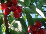 Clafoutis cerises, amandes et lait ribot