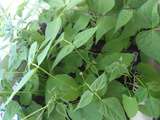 Haricots verts sur mon blacon