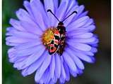 Asters novi-belgii, humeur baladeuse en vu