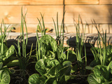 Compagnonnage au potager