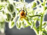 Semaine des fleurs pour les abeilles