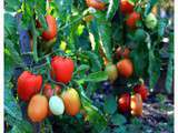 Tomates confites