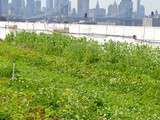 Brooklyn Grange Farm, une ferme urbaine à New York