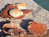 Coquille Saint-Jacques de Port-en-Bessin