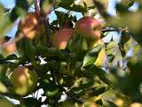 Dans les vergers de la pomme Tentation