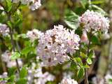 Fête des plantes de printemps à Saint Jean de Beauregard