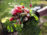 Idées d’aménagement pour le potager