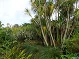 Jardin botanique de Vauville dans le Cap Cotentin