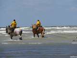 Pêcheurs de crevettes à cheval à Oostduinkerke