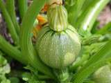 Potager du Roi à Versailles