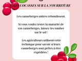 Test de rebond des canneberges : un indicateur de maturité