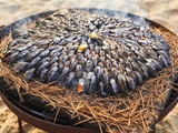 Éclade de moules à la charentaise (moules de bouchot cuites aux aiguilles de pin)