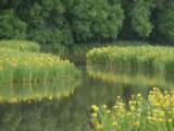 Marais de bruges