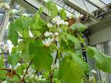 Sparmannia africana