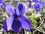 Violettes cristallisées ou de toulouse