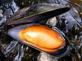 Moules au beurre d'escargot