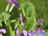 En Avril, la Devinette du Vendredi Revient ! { Faune, Jardin } #10