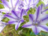 Fleurs de mon Jardin en Juin et Juillet