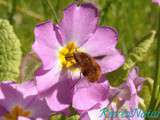 Réponse à la Devinette du Vendredi #10 {Fleurs, Faune, Jardin}: Quelques Infos sur le Grand Bombyle