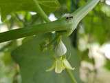 Réponse à la Devinette du Vendredi #13 : Une Fleur de Chayotte, Chouchou ou Christophine... du Jardin