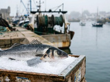 Reconnaître un vrai poisson sauvage de Bretagne : le guide de combat contre les fausses étiquettes