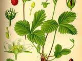 Fraises des bois