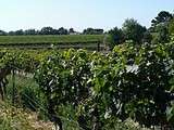 Vendanges belles et bio en Lubéron, au Château de la Dorgonne