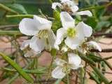 Vous avez dit plantes sauvages ? deux belles fleuries, retour de glane