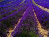 Balade à Valensole