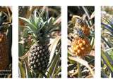 Ananas en 10 recettes