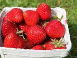 Panna cotta fraise rhubarbe