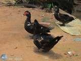 Ingrédients : Cairina moschata, canard khmer adoptif