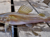 Ingrédients : Poisson-chat à queue rouge d’Asie