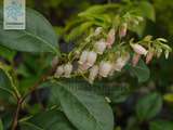 Ingrédients : Vaccinium bracteatum