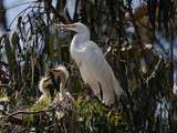 L’aigrette et le renard, version khmère d’une fable gastronomique