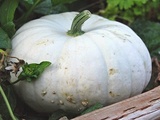 Citrouille blanche farcie au riz noir, veneré, aux champignons noirs