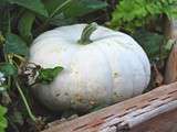 Citrouille blanche farcie au riz noir, veneré, aux champignons noirs