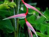 Heliconias